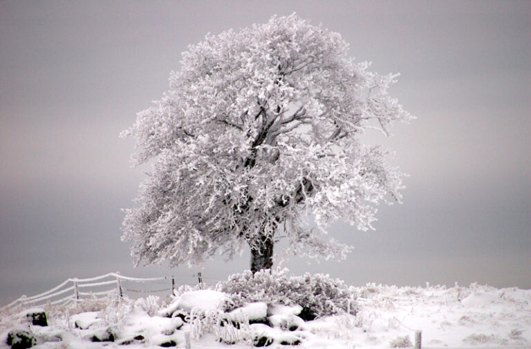 Photography by Camilla Lekebjer: Frozen tree